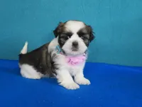 Mila, a female Shih Tzu for sale in Phelan, CA – Photo 2 of 3