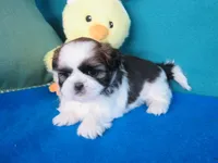 Macy, a female Shih Tzu for sale in Phelan, CA – Photo 2 of 4