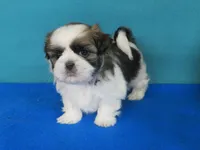 Macy, a female Shih Tzu for sale in Phelan, CA – Photo 4 of 4