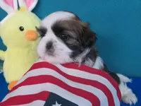 Macy, a female Shih Tzu for sale in Phelan, CA – Photo 3 of 4