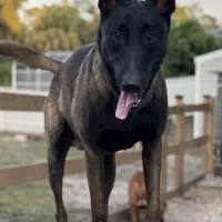 Green-collar Reserved , a male Belgian Malinois for sale in Lehigh Acres, FL – Photo 9 of 10