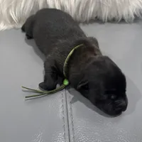 Green-collar Reserved , a male Belgian Malinois for sale in Lehigh Acres, FL – Photo 2 of 10