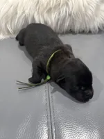 Green-collar, a male Belgian Malinois for sale in Lehigh Acres, FL – Photo 2 of 10