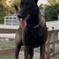 Green-collar Reserved , a male Belgian Malinois for sale in Lehigh Acres, FL – Photo 10 of 10