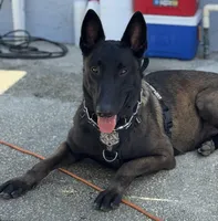 Green-collar, a male Belgian Malinois for sale in Lehigh Acres, FL – Photo 7 of 10