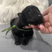 Green-collar Reserved , a male Belgian Malinois for sale in Lehigh Acres, FL – Photo 1 of 10