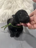 Green-collar, a male Belgian Malinois for sale in Lehigh Acres, FL – Photo 1 of 10