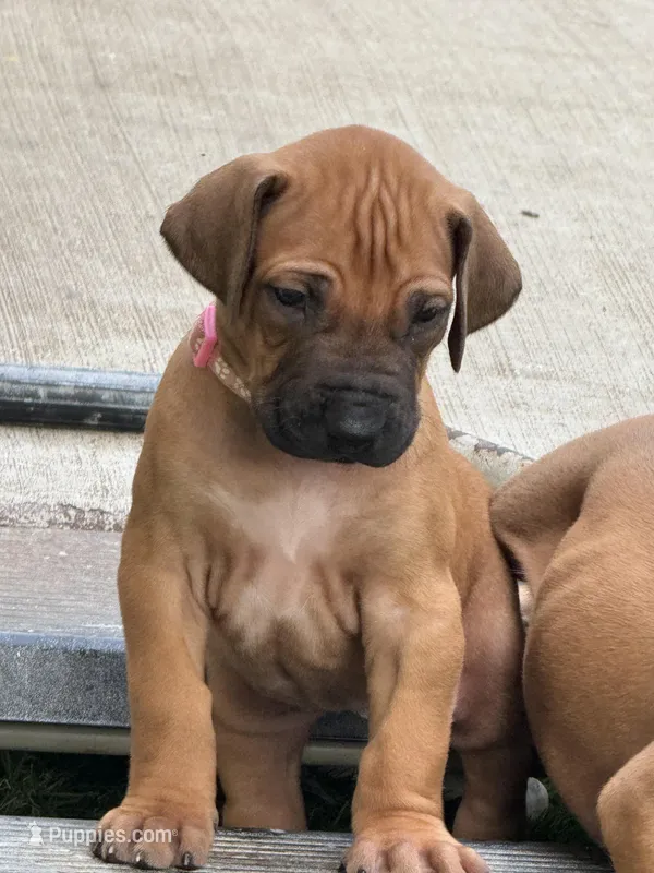 Light pink collar (Full AKC) – Rhodesian Ridgeback puppy for sale in Lehigh Acres, FL