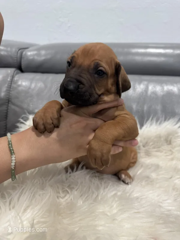 Light pink collar (Full AKC) – Rhodesian Ridgeback puppy for sale in Lehigh Acres, FL