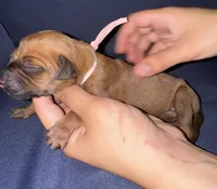 Light pink collar , a female Rhodesian Ridgeback for sale in Lehigh Acres, FL – Photo 2 of 5