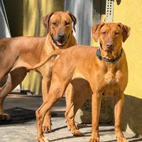 Light pink collar , a female Rhodesian Ridgeback for sale in Lehigh Acres, FL – Photo 5 of 5