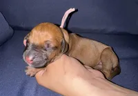 Light pink collar , a female Rhodesian Ridgeback for sale in Lehigh Acres, FL – Photo 1 of 5