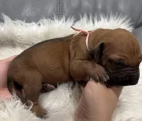Light pink collar (Full AKC), a female Rhodesian Ridgeback for sale in Lehigh Acres, FL – Photo 2 of 4