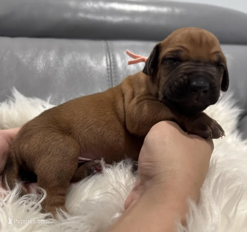 Light pink collar (Full AKC) – Rhodesian Ridgeback puppy for sale in Lehigh Acres, FL