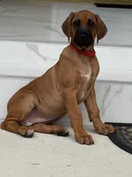Akc registered -Red , a female Rhodesian Ridgeback for sale in Lehigh Acres, FL – 1 of 3