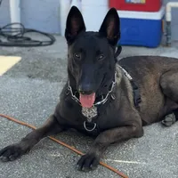 Red-collar -Reserved, a male Belgian Malinois for sale in Lehigh Acres, FL – Photo 7 of 10