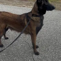 Red-collar -Reserved, a male Belgian Malinois for sale in Lehigh Acres, FL – Photo 6 of 10