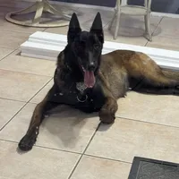 Red-collar , a male Belgian Malinois for sale in Lehigh Acres, FL – Photo 8 of 10