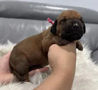 Pink collar (Full AKC), a female Rhodesian Ridgeback for sale in Lehigh Acres, FL – Photo 2 of 6