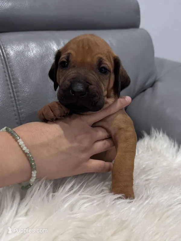 Pink collar (Full AKC) – Rhodesian Ridgeback puppy for sale in Lehigh Acres, FL