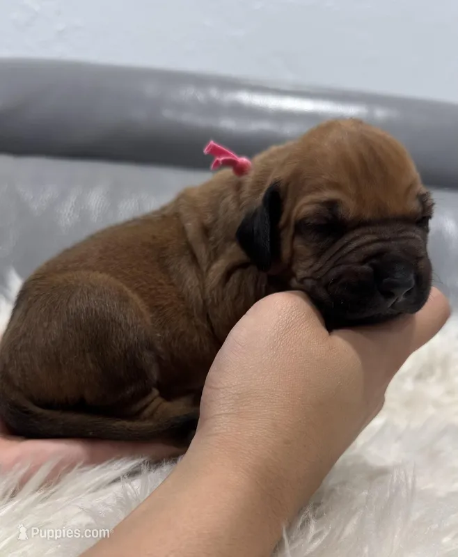 Pink collar (Full AKC) – Rhodesian Ridgeback puppy for sale in Lehigh Acres, FL