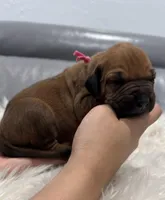 Pink collar (Full AKC), a female Rhodesian Ridgeback for sale in Lehigh Acres, FL – Photo 1 of 6