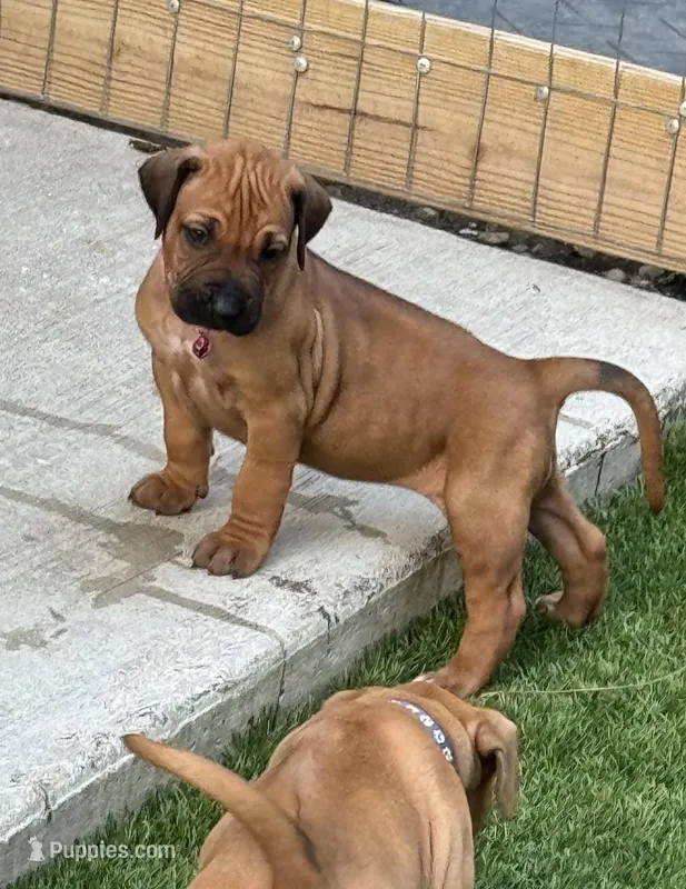 Pink collar (Full AKC) – Rhodesian Ridgeback puppy for sale in Lehigh Acres, FL