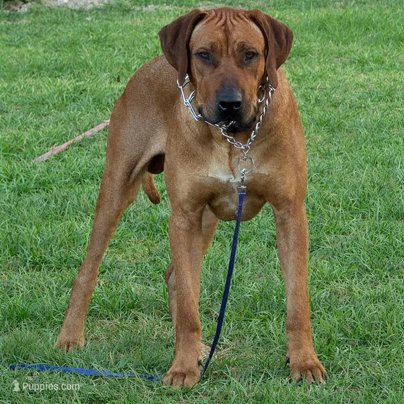 Litter coming soon  – Rhodesian Ridgeback puppy for sale in Lehigh Acres, FL