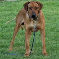 Litter coming soon , a  Rhodesian Ridgeback for sale in Lehigh Acres, FL – Photo 1 of 5