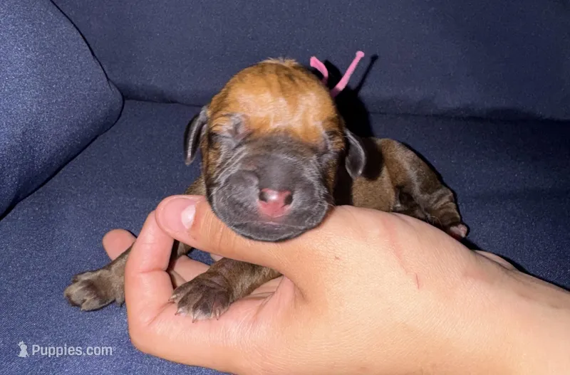 Pink collar  – Rhodesian Ridgeback puppy for sale in Lehigh Acres, FL