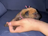 Pink collar , a female Rhodesian Ridgeback for sale in Lehigh Acres, FL – Photo 2 of 7