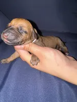 White collar, a female Rhodesian Ridgeback for sale in Lehigh Acres, FL – Photo 2 of 7