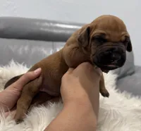 White collar (Full AKC ), a female Rhodesian Ridgeback for sale in Lehigh Acres, FL – Photo 2 of 6