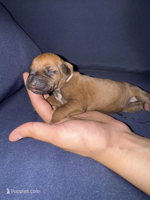 White collar, a female Rhodesian Ridgeback for sale in Lehigh Acres, FL – Photo 1 of 7