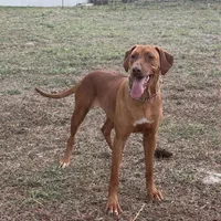 White collar, a female Rhodesian Ridgeback for sale in Lehigh Acres, FL – Photo 3 of 7