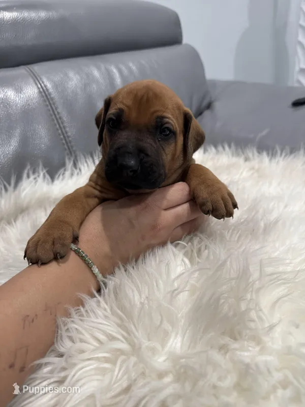 White collar (Full AKC ) – Rhodesian Ridgeback puppy for sale in Lehigh Acres, FL