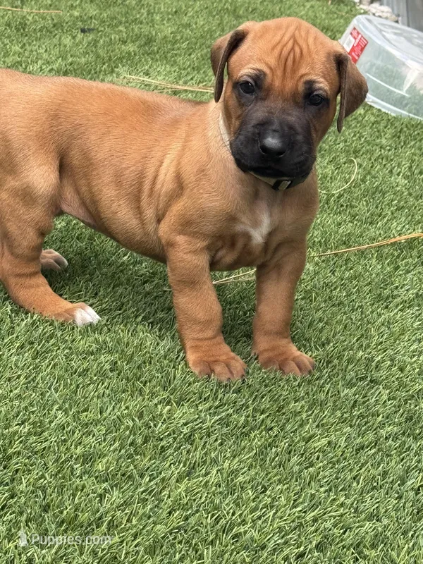 White collar (Full AKC ) – Rhodesian Ridgeback puppy for sale in Lehigh Acres, FL