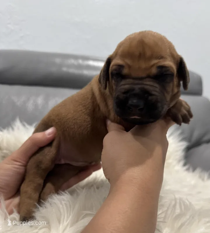 White collar (Full AKC ) – Rhodesian Ridgeback puppy for sale in Lehigh Acres, FL
