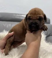 White collar (Full AKC ), a female Rhodesian Ridgeback for sale in Lehigh Acres, FL – Photo 1 of 6