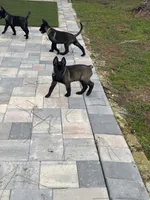 Belgian malinois puppies coming soon , a  Belgian Malinois for sale in Lehigh Acres, FL – 7 of 10