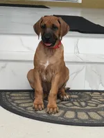Akc registered -Red , a female Rhodesian Ridgeback for sale in Lehigh Acres, FL – 2 of 3
