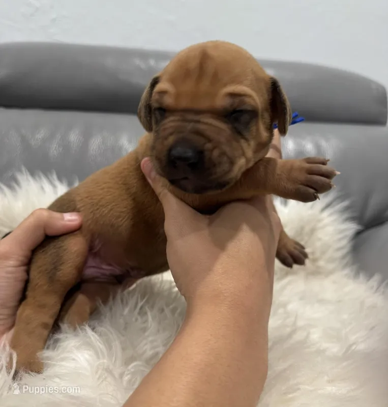 Blue collar (Full AKC ) – Rhodesian Ridgeback puppy for sale in Lehigh Acres, FL