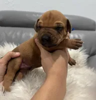 Blue collar (Full AKC ), a male Rhodesian Ridgeback for sale in Lehigh Acres, FL – Photo 1 of 6