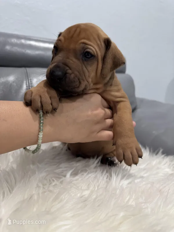Blue collar (Full AKC ) – Rhodesian Ridgeback puppy for sale in Lehigh Acres, FL
