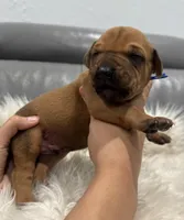 Blue collar (Full AKC ), a male Rhodesian Ridgeback for sale in Lehigh Acres, FL – Photo 2 of 6