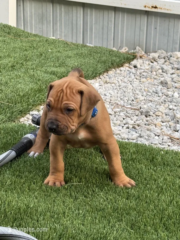 Blue collar (Full AKC ) – Rhodesian Ridgeback puppy for sale in Lehigh Acres, FL