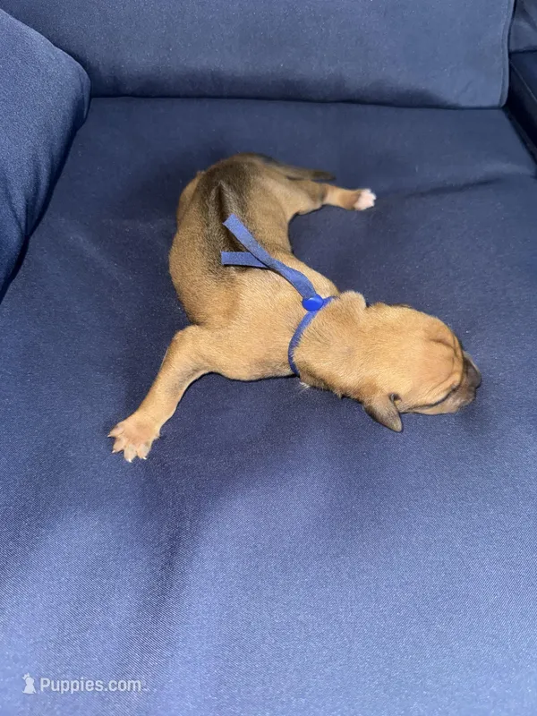 Blue collar – Rhodesian Ridgeback puppy for sale in Lehigh Acres, FL