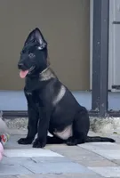 Belgian malinois puppies coming soon , a  Belgian Malinois for sale in Lehigh Acres, FL – 4 of 10
