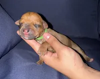Green collar, a female Rhodesian Ridgeback for sale in Lehigh Acres, FL – Photo 1 of 4