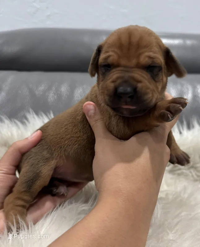 Green collar (Full AKC ) – Rhodesian Ridgeback puppy for sale in Lehigh Acres, FL